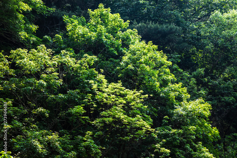 Fototapeta premium Lush leaves in the forest