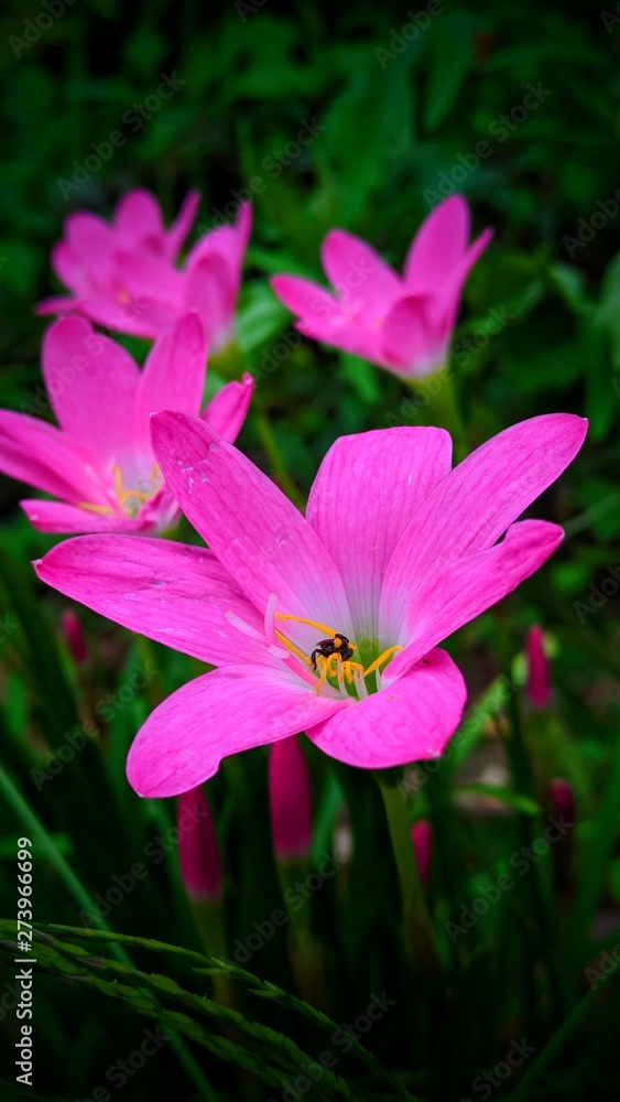 pink flower in the garden pink flower in the garden
