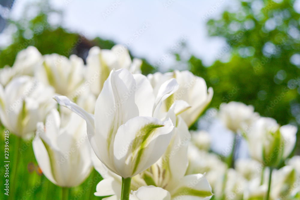 Blooming white tulips in summer garden. Beautiful spring and summer background Blooming white tulips in summer garden. Beautiful spring and summer background
