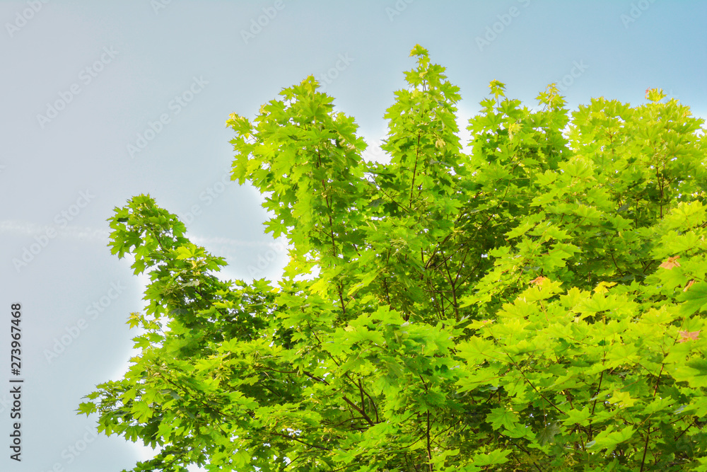 Maple tree branches with fresh green leaves on blue sky with clouds Maple tree branches with fresh green leaves on blue sky with clouds