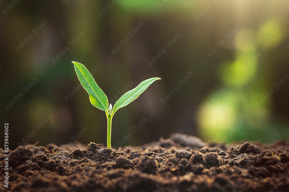 Fototapeta premium Plant growth on the soil