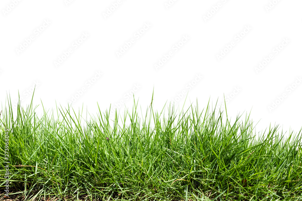 Fototapeta premium Grass isolated on white background