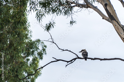 Kookaburra sitting in a gum tree
