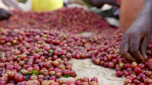 Coffee sorting ripe berries HD slow-motion photo