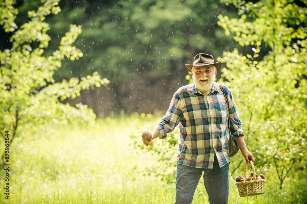 Fresh mushrooms in old man hands. Old man walking. Grandpa Pensioner. Senior hiking in forest. Summer and hobbies.