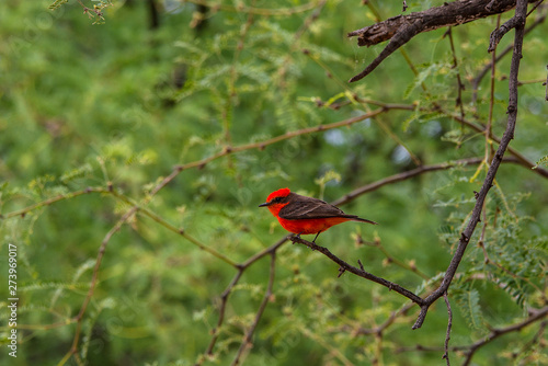 Red Bird Arizona