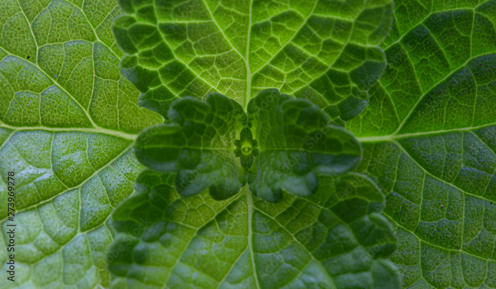 Green leafy vegetables of nature non-toxic Green leafy vegetables of nature non-toxic