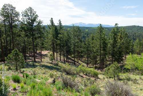 Alpine forest photo