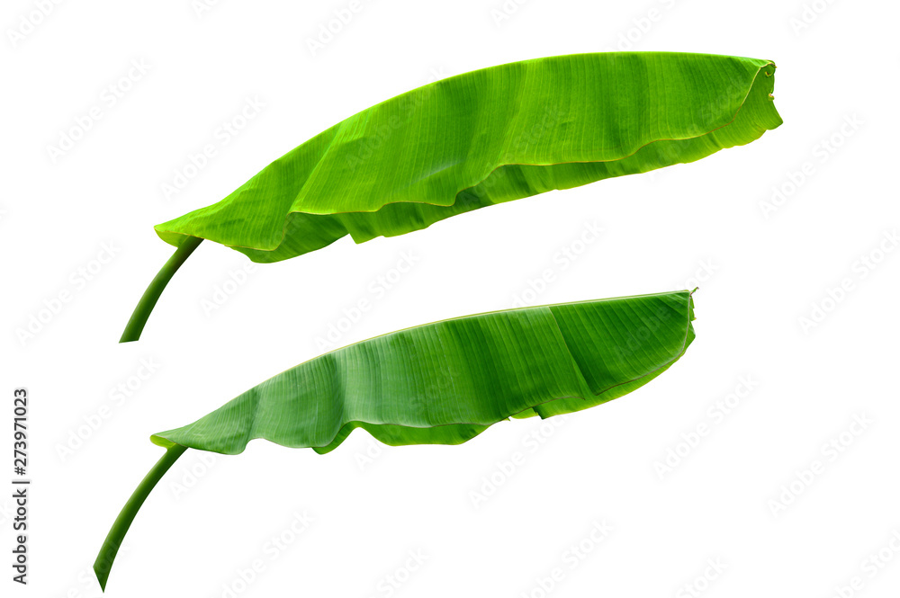 Banana green leaf isolated on white background Banana green leaf isolated on white background