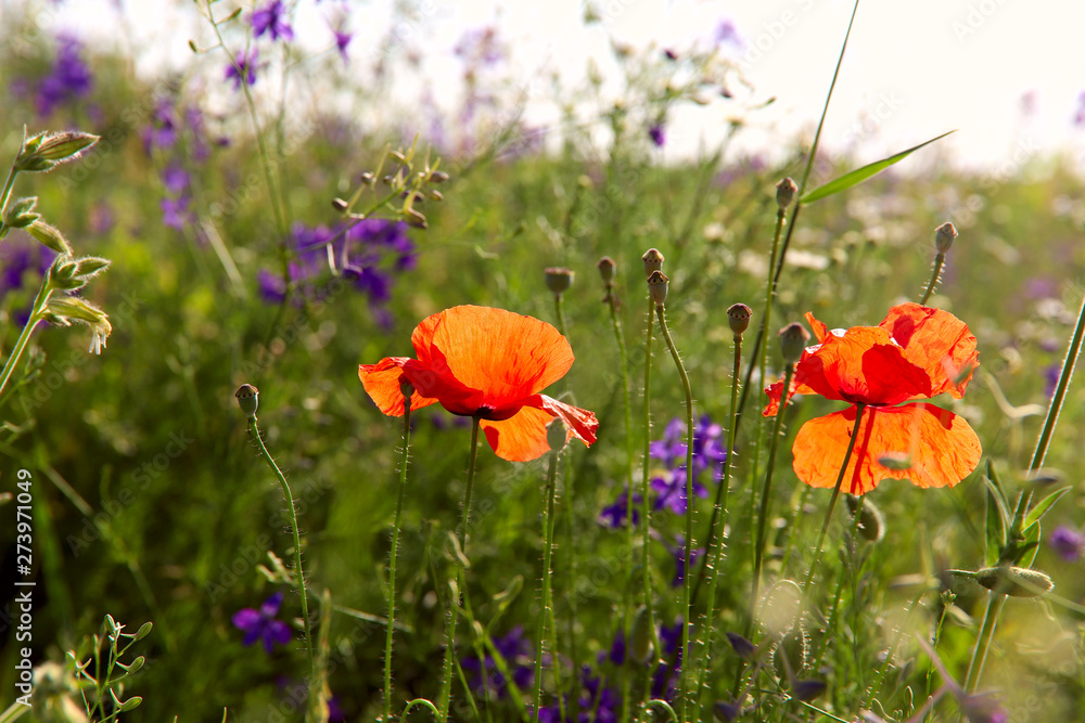Obraz premium Red poppies in a field on a background of green grass on a sunny day. Cropped shot, horizontal, close-up. Concept of beauty of nature.