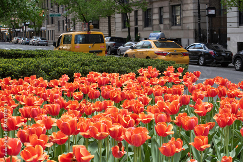 Orange tulips in bloom in Manhattan