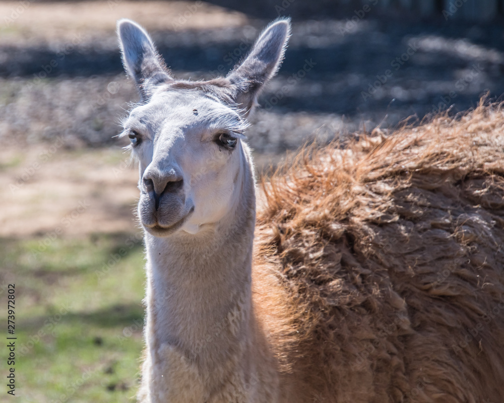 Obraz premium Llama - a domesticated South American camelid