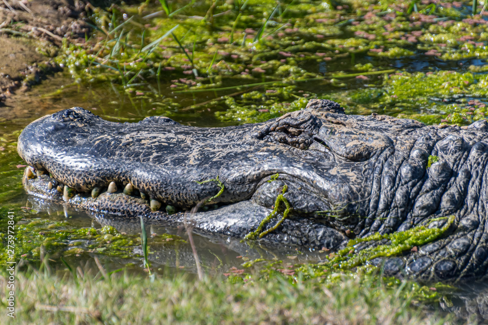 Obraz premium American Aligator