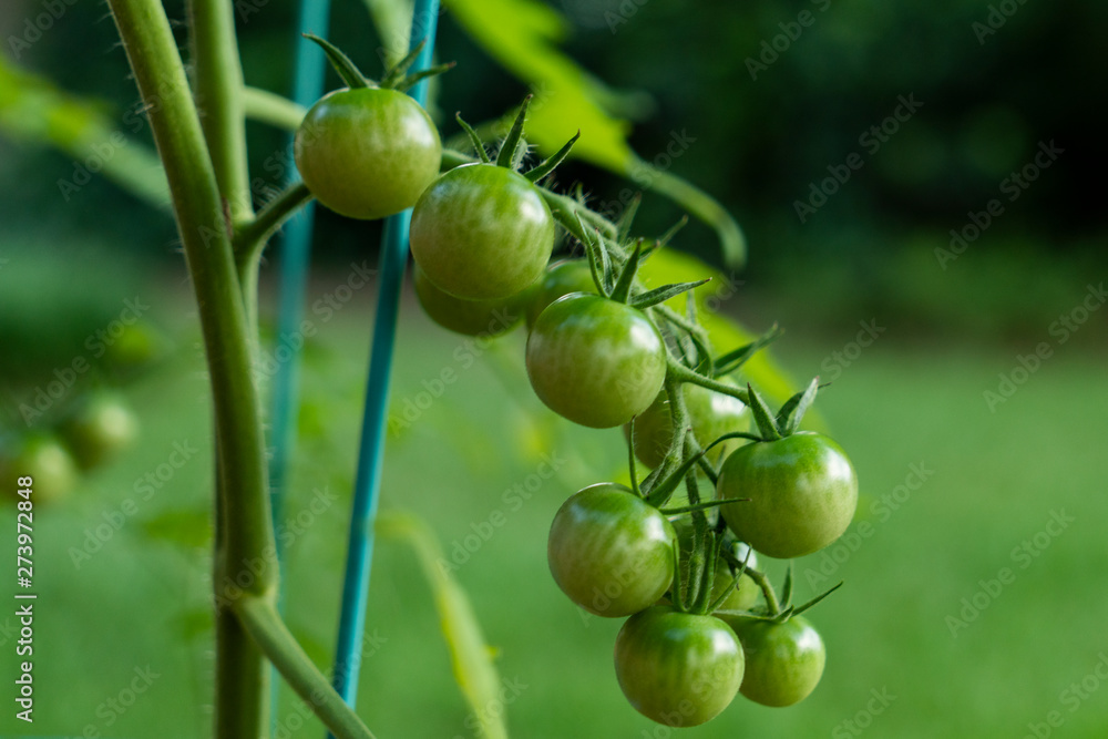 Unripened green cherry tomatoes on a vine.
