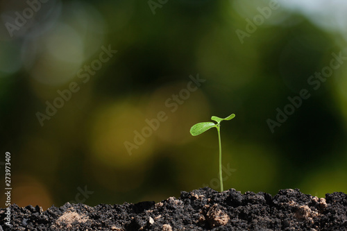 young tree plant in nature background