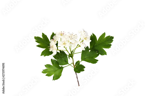 Branch of hawthorn (Crataegus monogyna) with flowers isolated on white background close up 