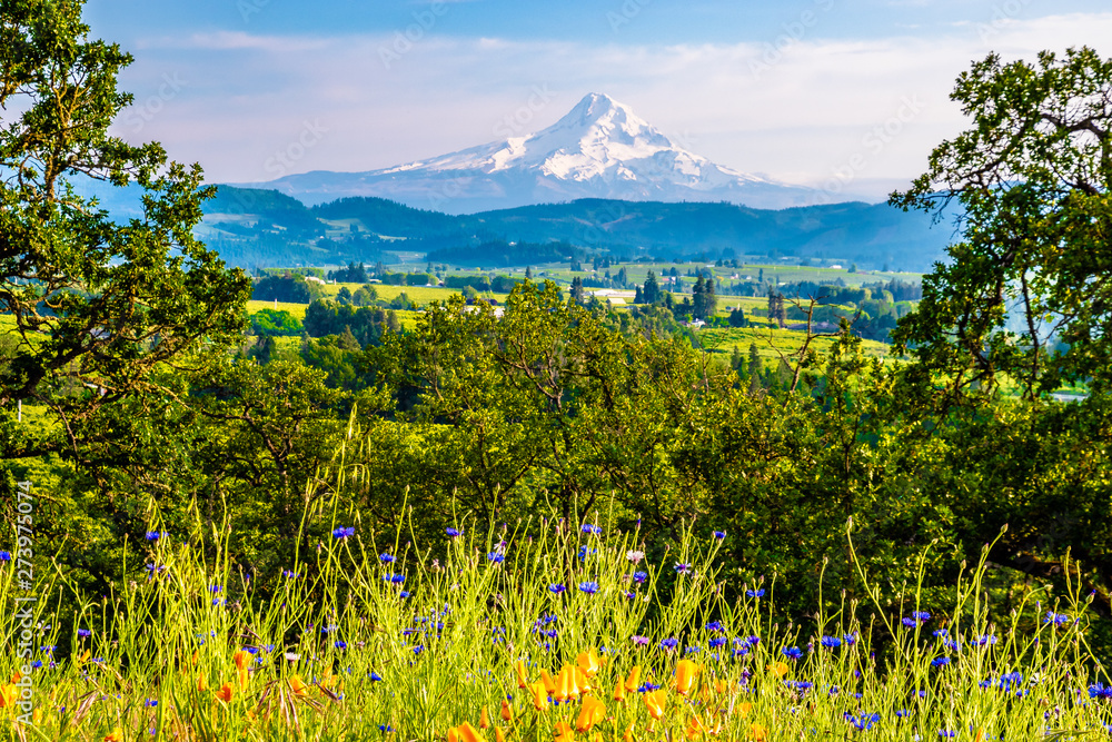 Fototapeta premium Beautiful Clear Skies Over Mount Hood in Oregon