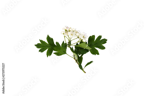 Branch of hawthorn (Crataegus monogyna) with flowers isolated on white background close up
