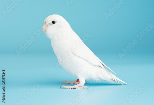 Fotografie Bird parrot parakeet forpus american white color isolated on blue background 8 m