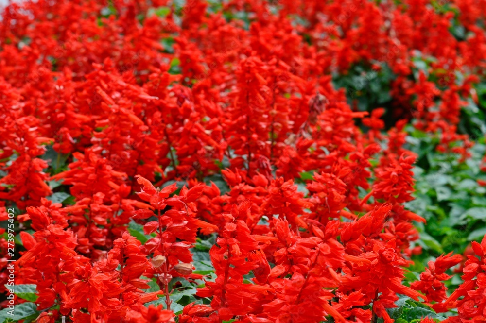 red flowers in garden