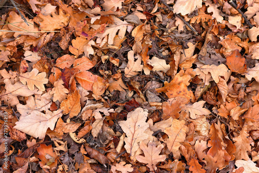 Top view of a layer of fallen dry oak leaves on the ground in the forest Top view of a layer of fallen dry oak leaves on the ground in the forest