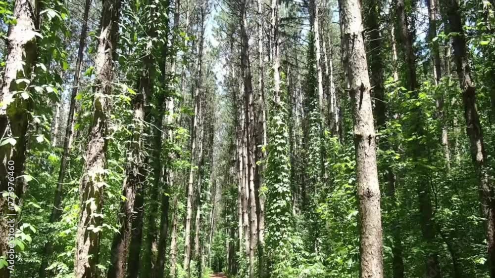 Pine Trees in a forest