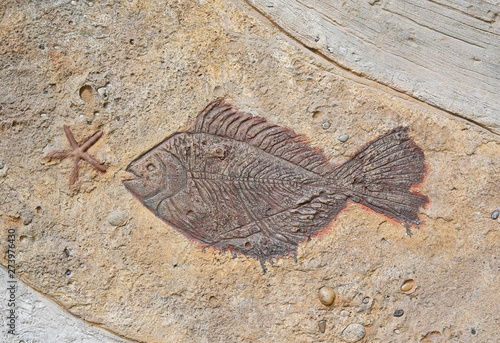 Replica fossil on the wall