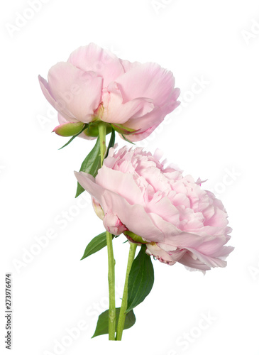 A pair Pink peony