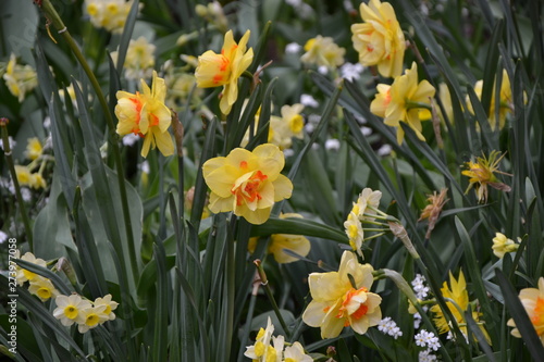 Fototapeta Naklejka Na Ścianę i Meble -  yellow tulips in the garden