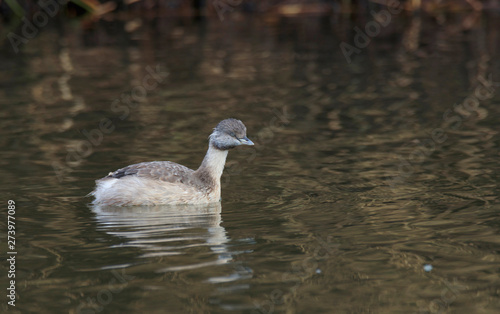 Hoary Headed Grebe with copy space