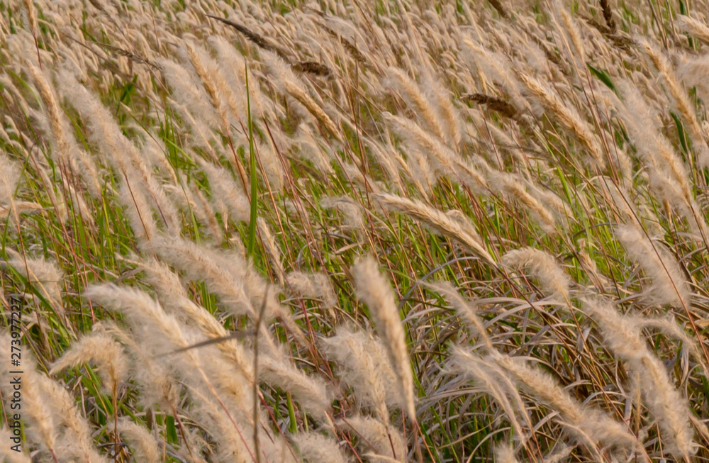 Fototapeta premium a white woolen flower waving in the golden glow of the evening sunset.