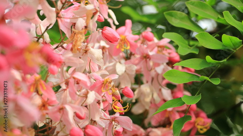 Close up Blooming Cassia javanica, Pink shower, Java cassia, Apple blossom tree or Rainbow shower tree flower