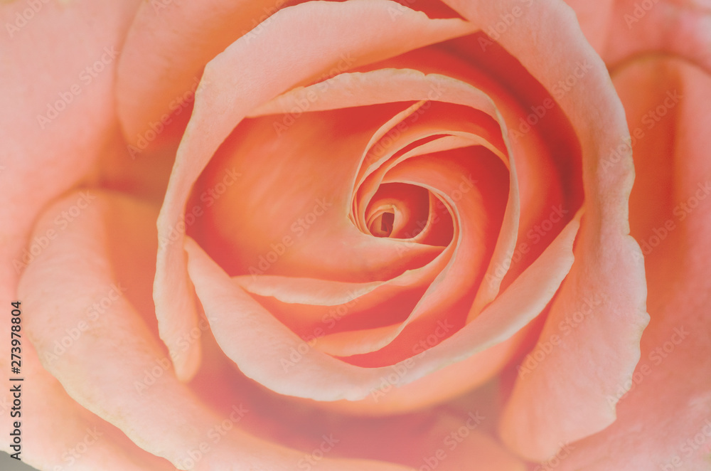 Blurred beautiful roses with blurred pattern background Blurred beautiful roses with blurred pattern background