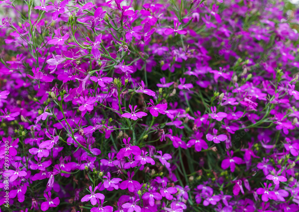 background of lobelia bright pink color hanging in a flower pot.