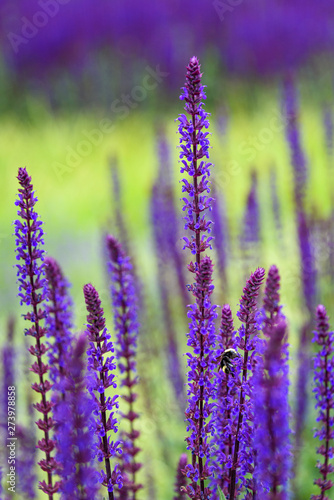 Fototapeta Naklejka Na Ścianę i Meble -  Bumble bee pollinating blooming purple salvia, purple and green garden