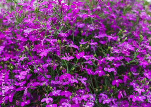 background of lobelia bright pink color hanging in a flower pot.