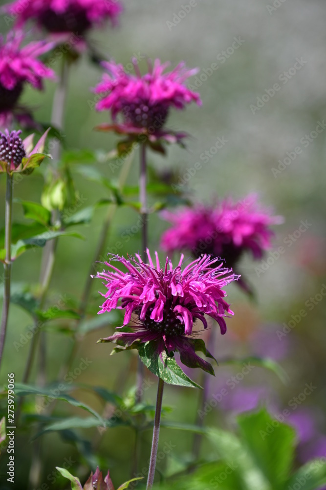 Fototapeta premium ベルガモット