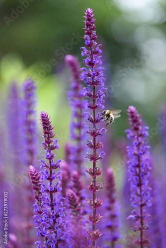 Honey bee pollinating blooming purple salvia  purple and green garden