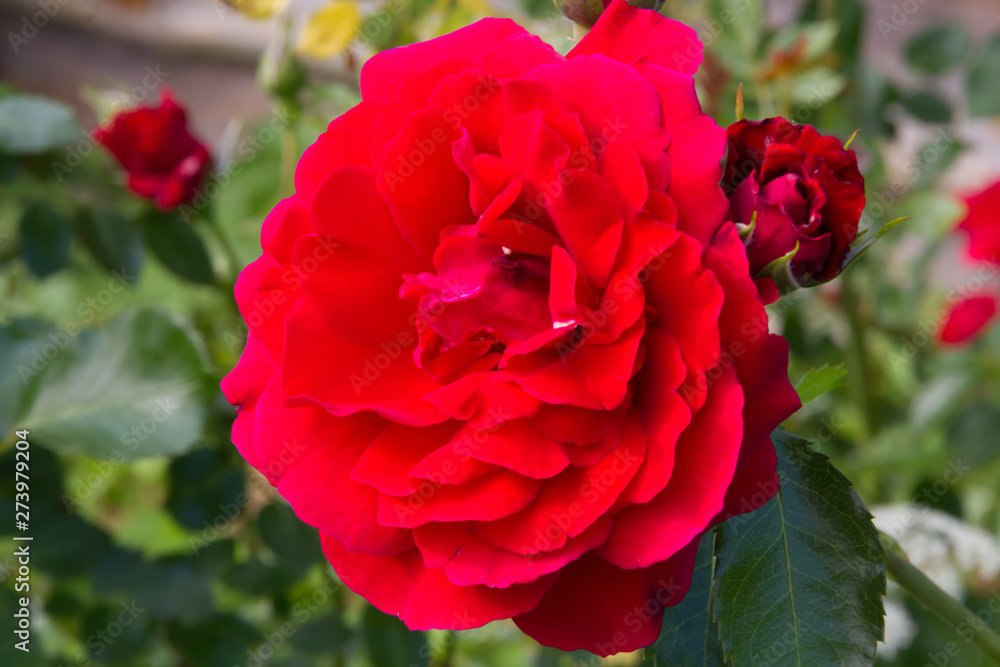 Beautiful red roses in a sunny summer garden Beautiful red roses in a sunny summer garden