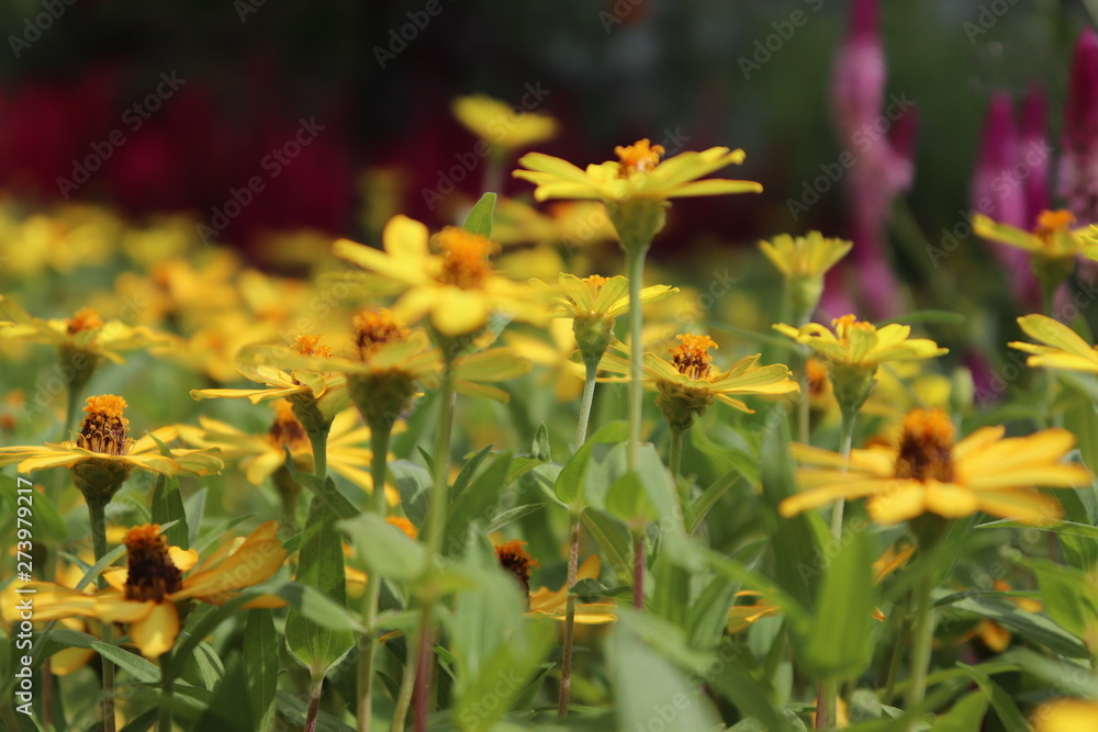 spring flowers in japanese themed garden spring flowers in japanese themed garden