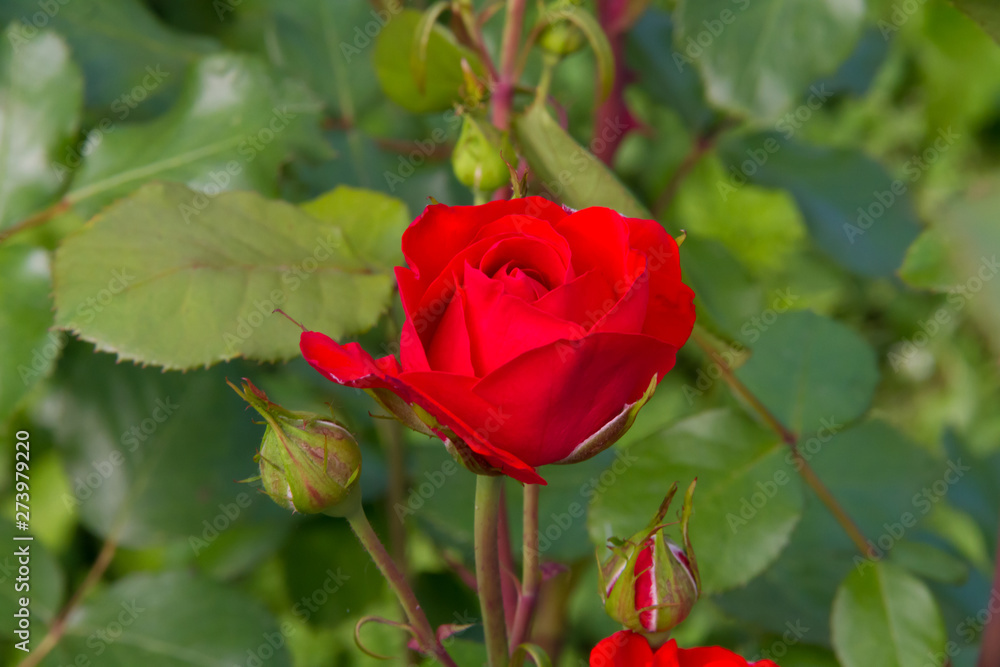 Beautiful red roses in a sunny summer garden Beautiful red roses in a sunny summer garden