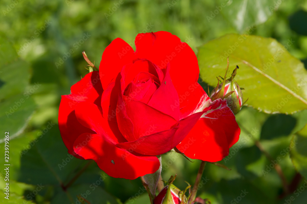 Beautiful red roses in a sunny summer garden