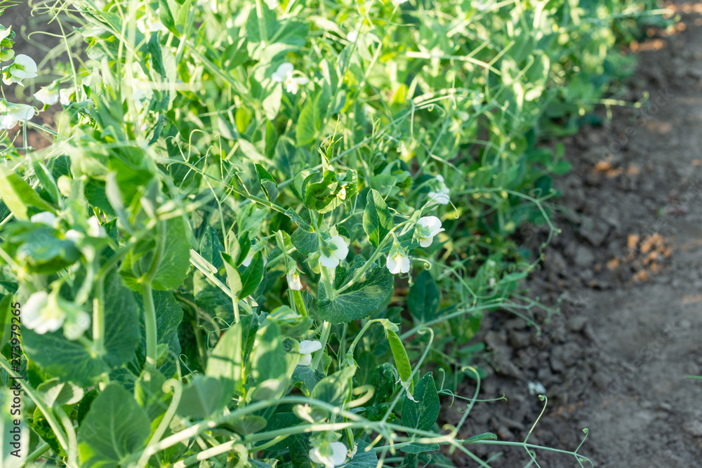 The pods of the green peas in the garden The pods of the green peas in the garden