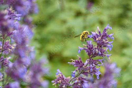Honey bee pollinating blooming purple catmint, purple and green garden