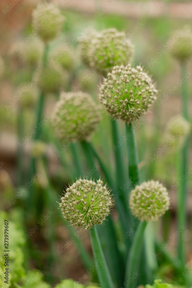 Closeup on the blossoms of onions growing in fields Closeup on the blossoms of onions growing in fields
