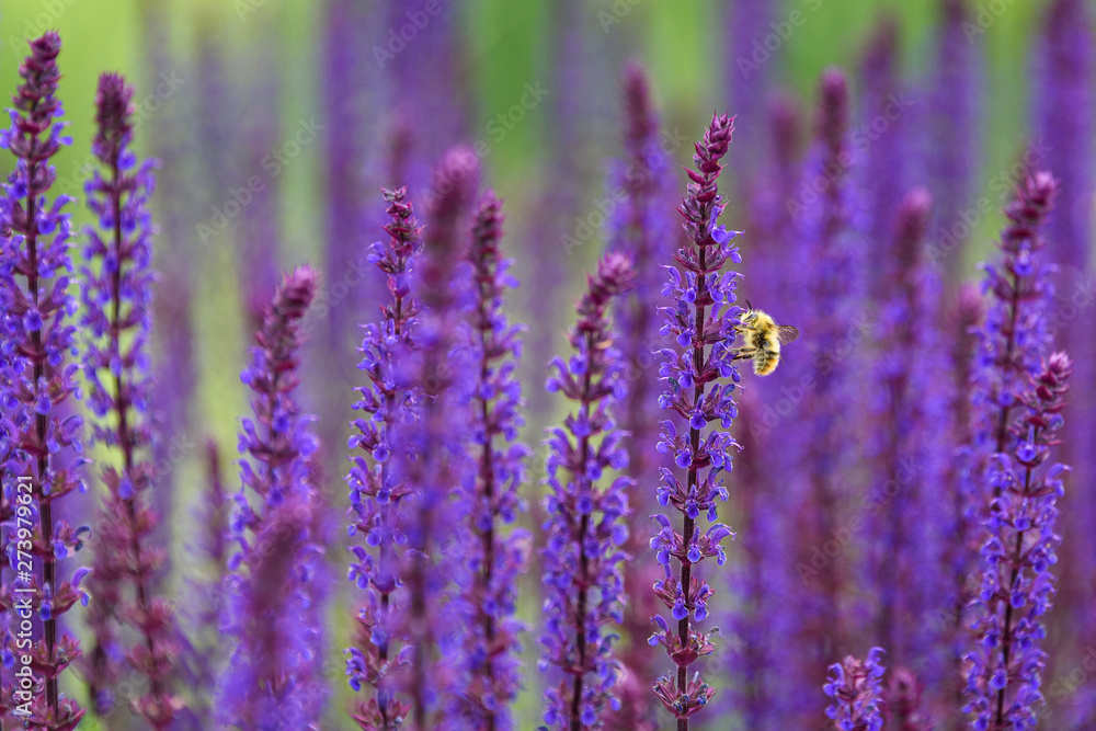 Bumble bee pollinating blooming purple salvia, purple and green garden Bumble bee pollinating blooming purple salvia, purple and green garden