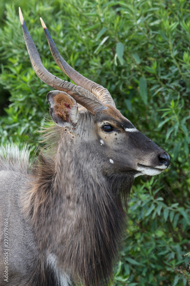 Profile View of Young Male Nyala Antelope