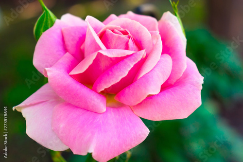  Single pink rose in the garden background. Postcard.