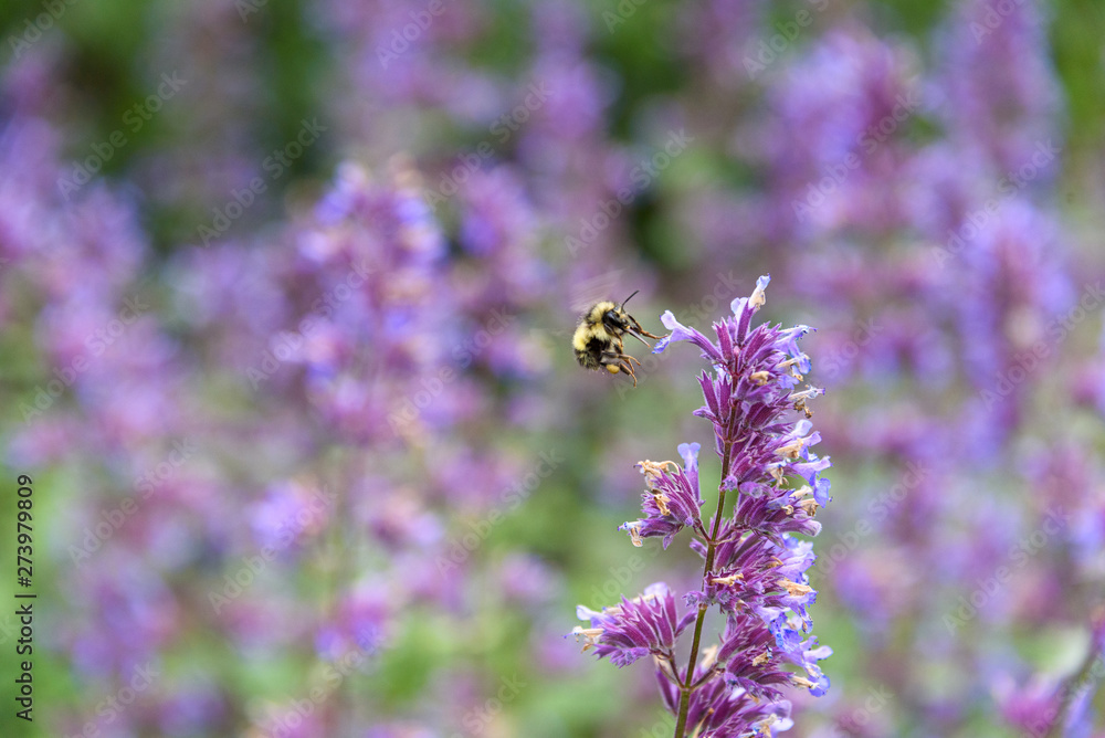 Bumble bee pollinating blooming purple catmint, purple and green garden Bumble bee pollinating blooming purple catmint, purple and green garden