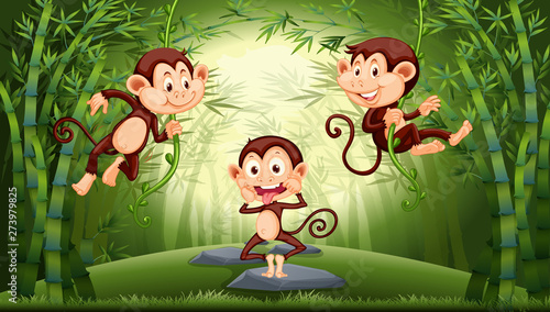 Monkey in the forest